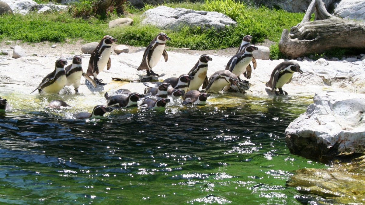 Автор: gm_design, источник: visualhunt