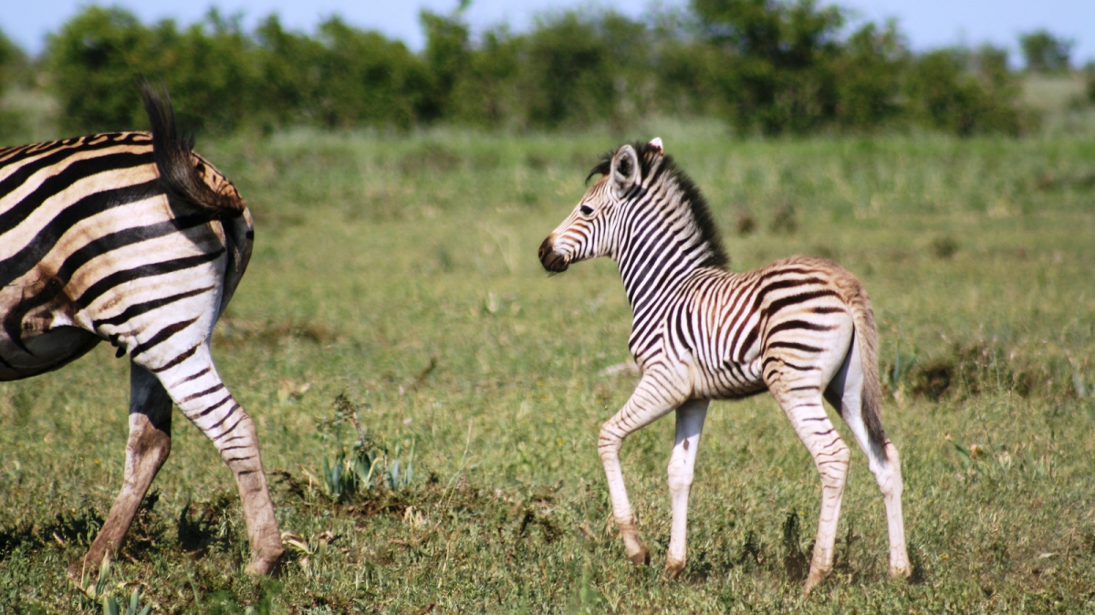 Автор: Abspires40, источник: visualhunt