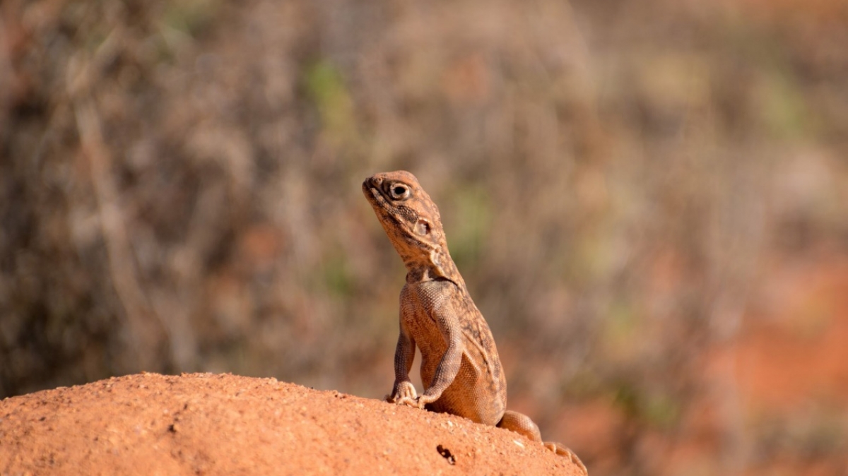 Фото: Vladimir Haltakov, unsplash.com