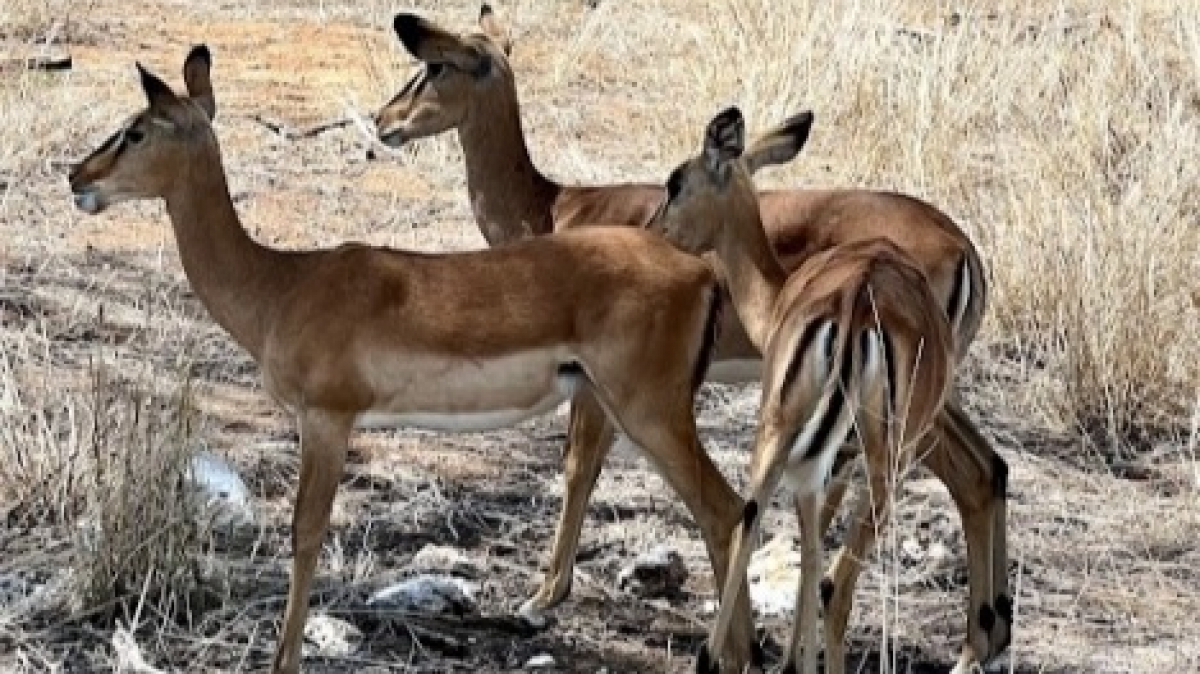 Импалы. Фото: наш гид Алексей Шорец