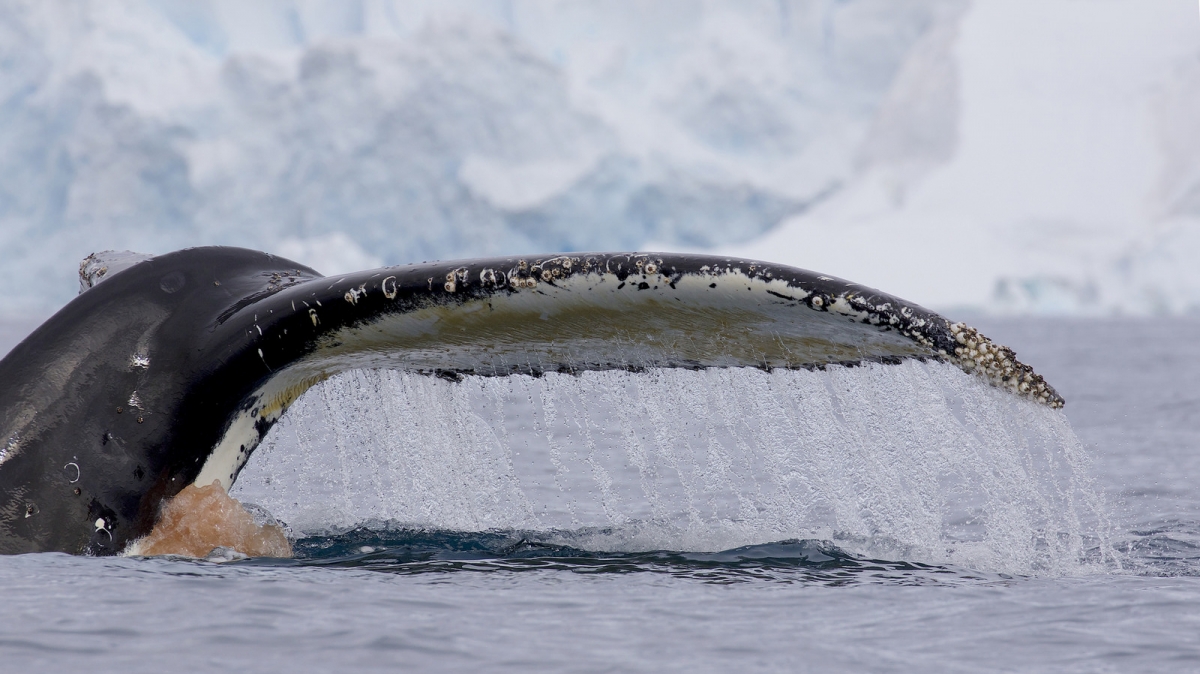 Gregory Slobirdr Smith