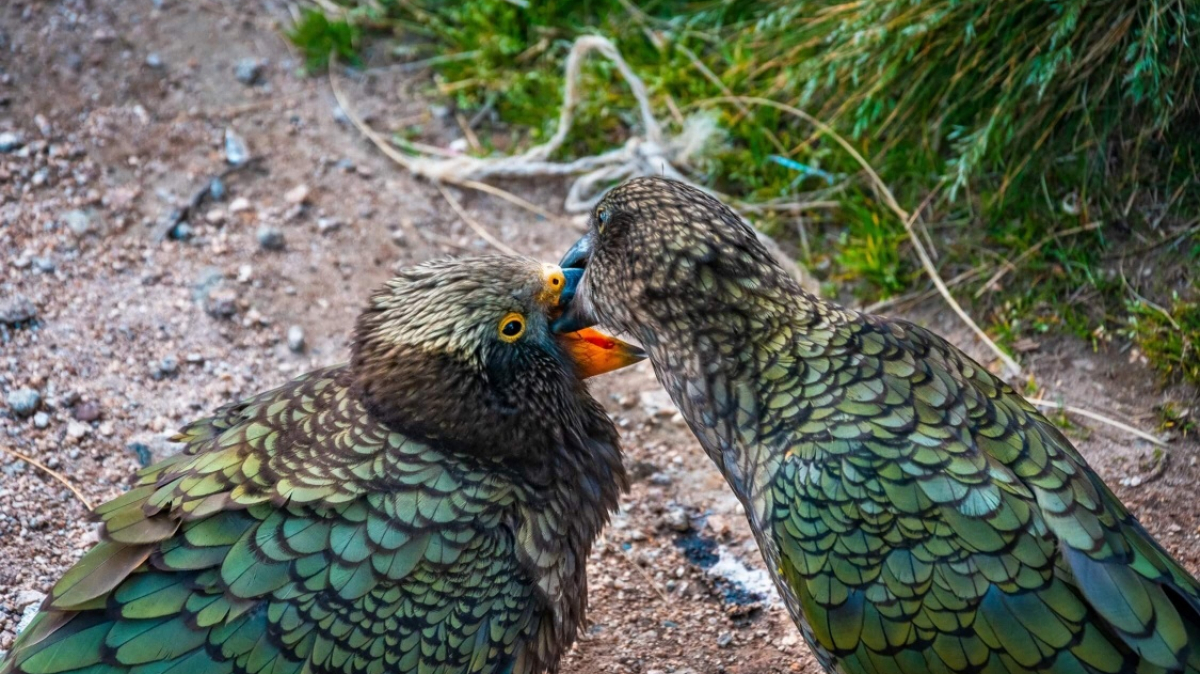 Фото наших партнеров JustGo ThereNZ