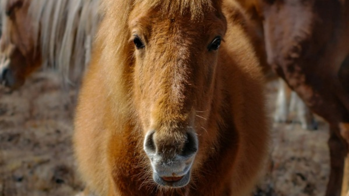 Фото: Tengis Galamez on unsplash