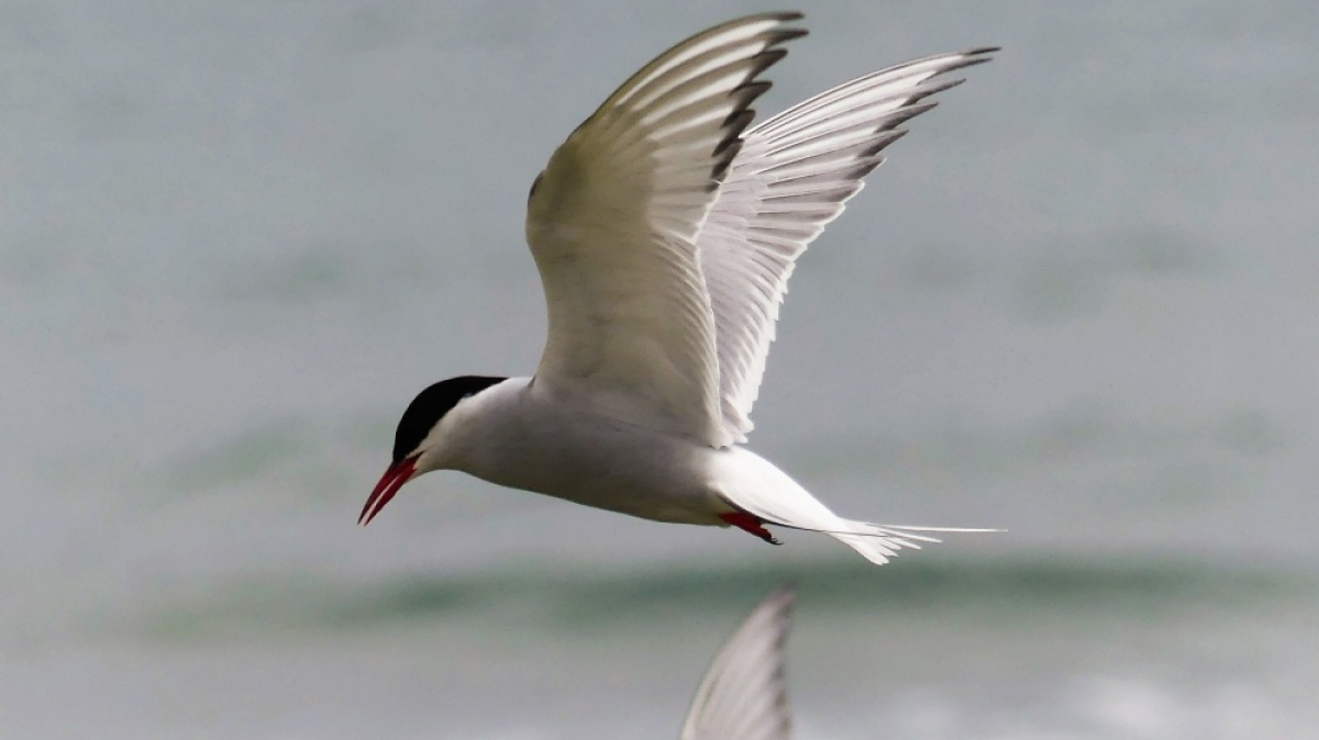 Фото: ianpreston, visualhunt.com