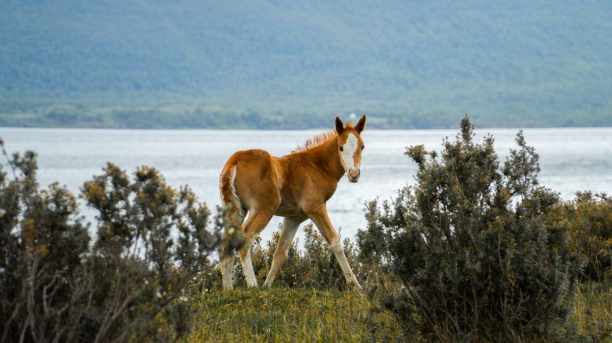 Фото Gonzalo Kaplanski, Unsplash