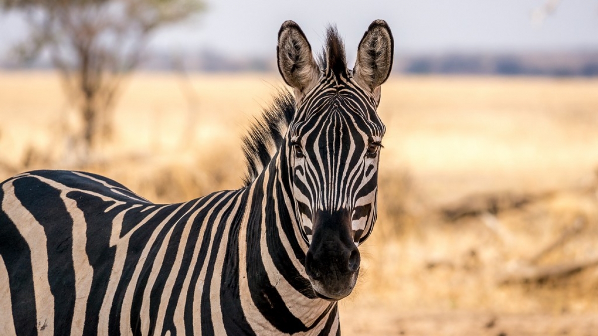 Фото: A_Peach, visualhunt.com