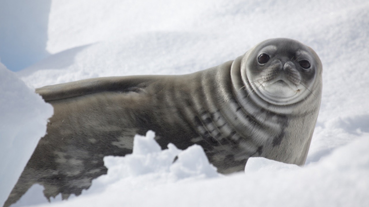 Фото: Silversea Cruises, visualhunt.com