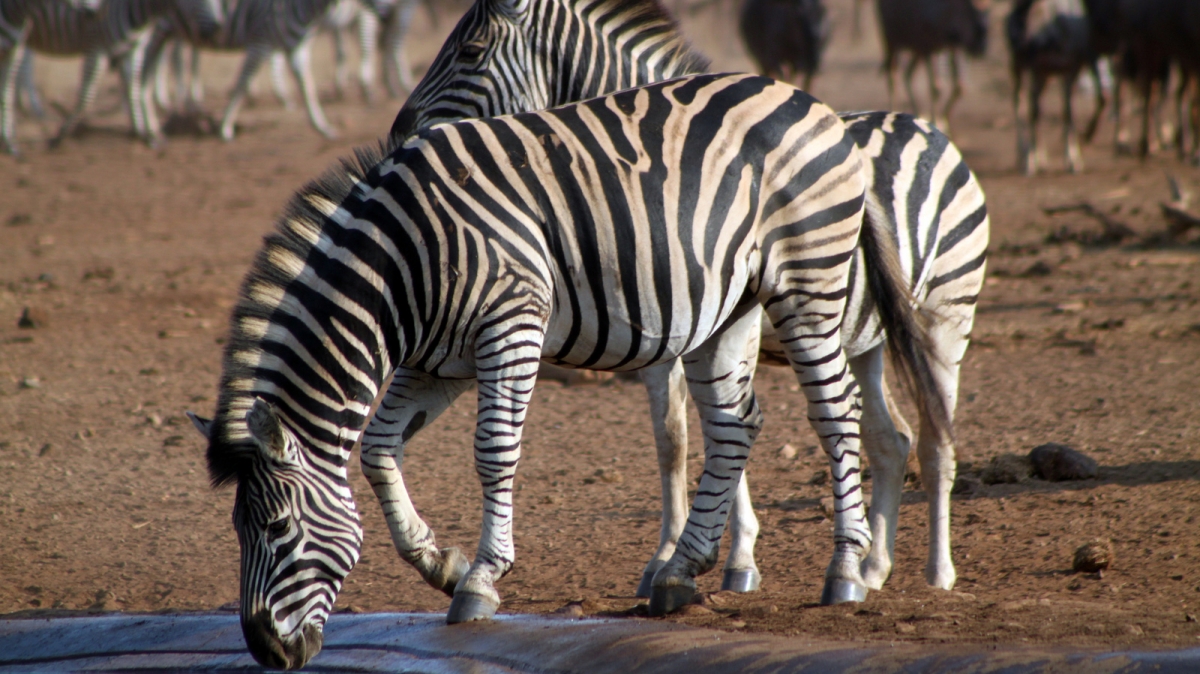 Автор: flowcomm, источник: visualhunt