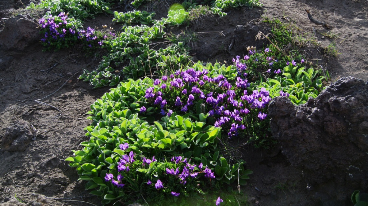 Фото нашего Странника Владимира Гущина