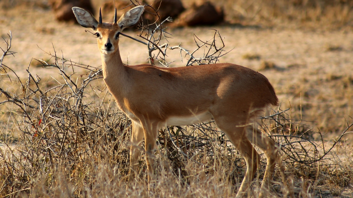 Автор: flowcomm, источник: visualhunt