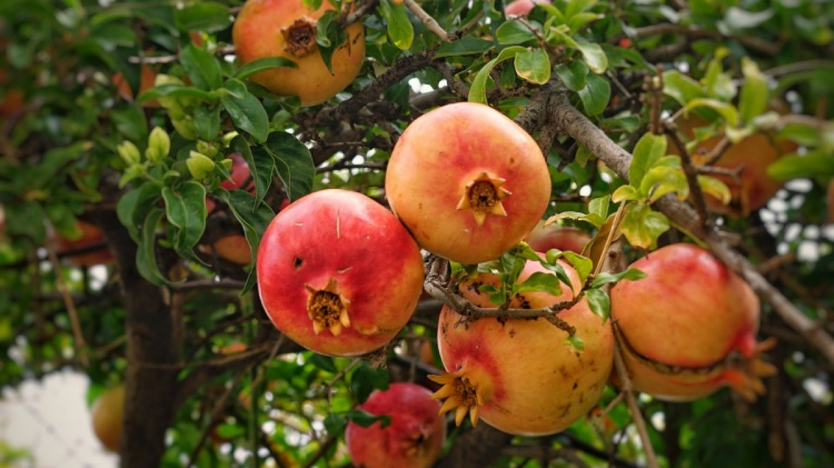 Фото: Robert Anasch, unsplash.com