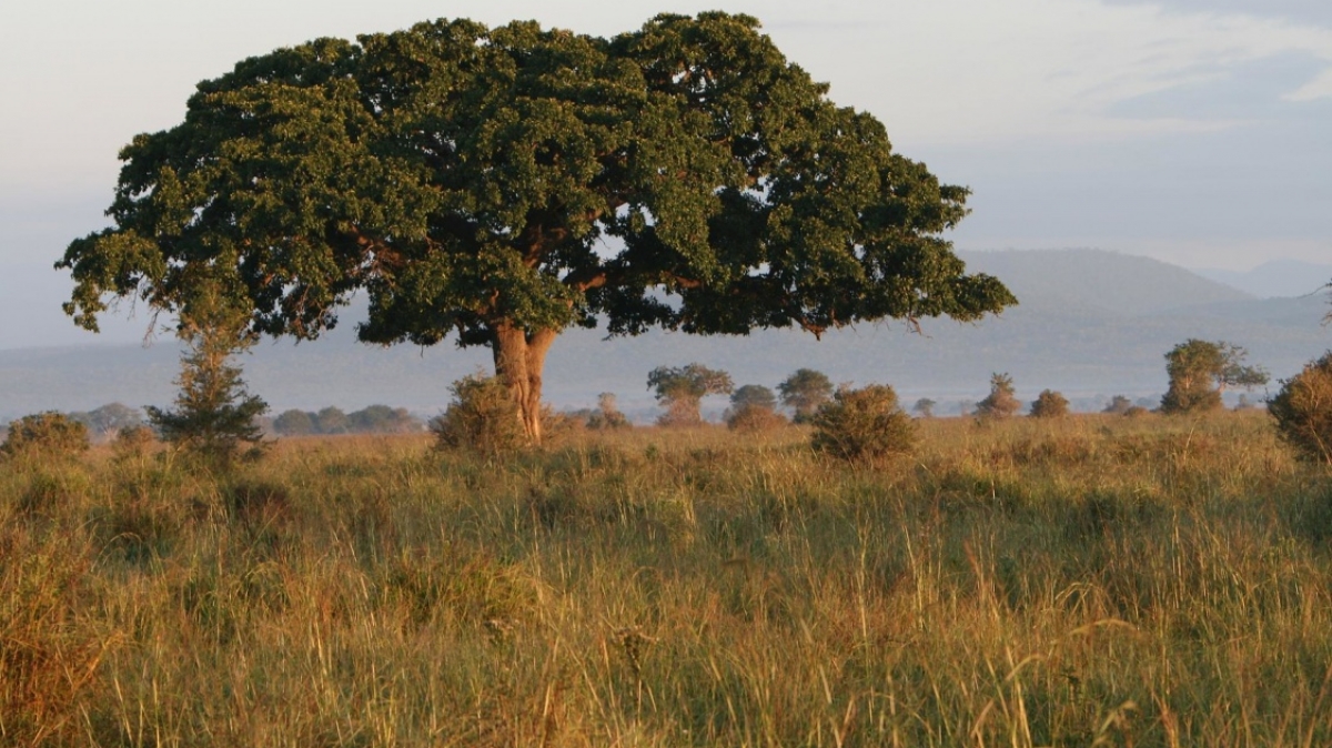 Фото: Marc Veraart, visualhunt.com