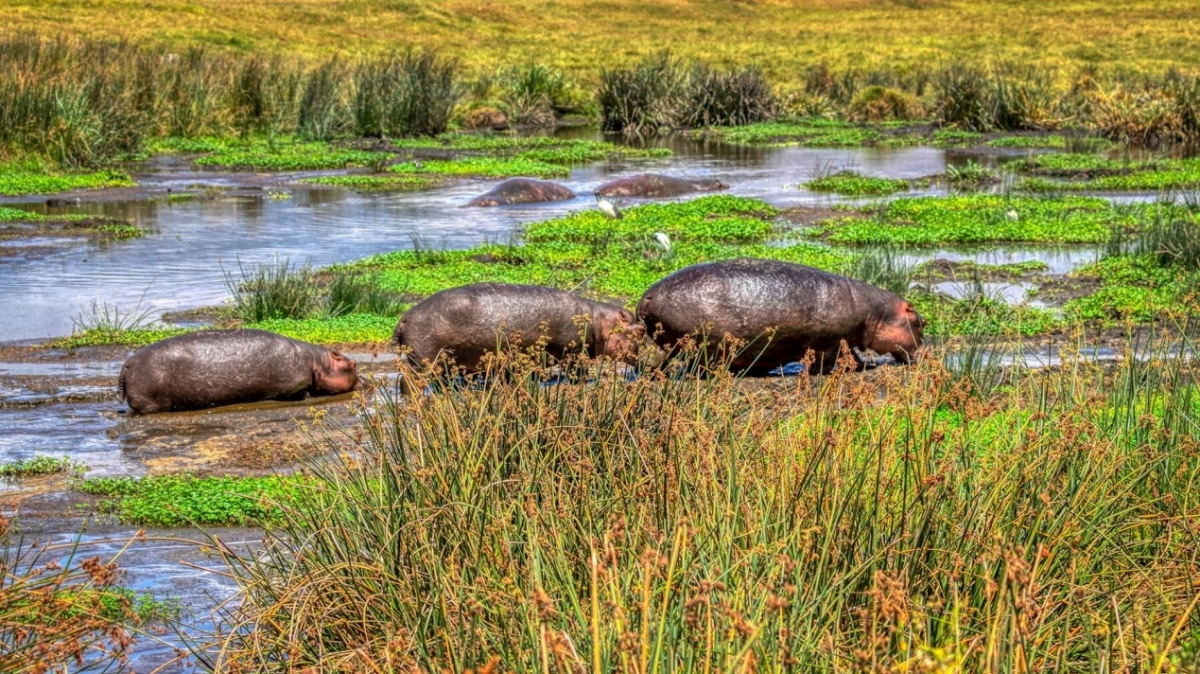 Фото: 
MARIOLA GROBELSKA, unsplash.com