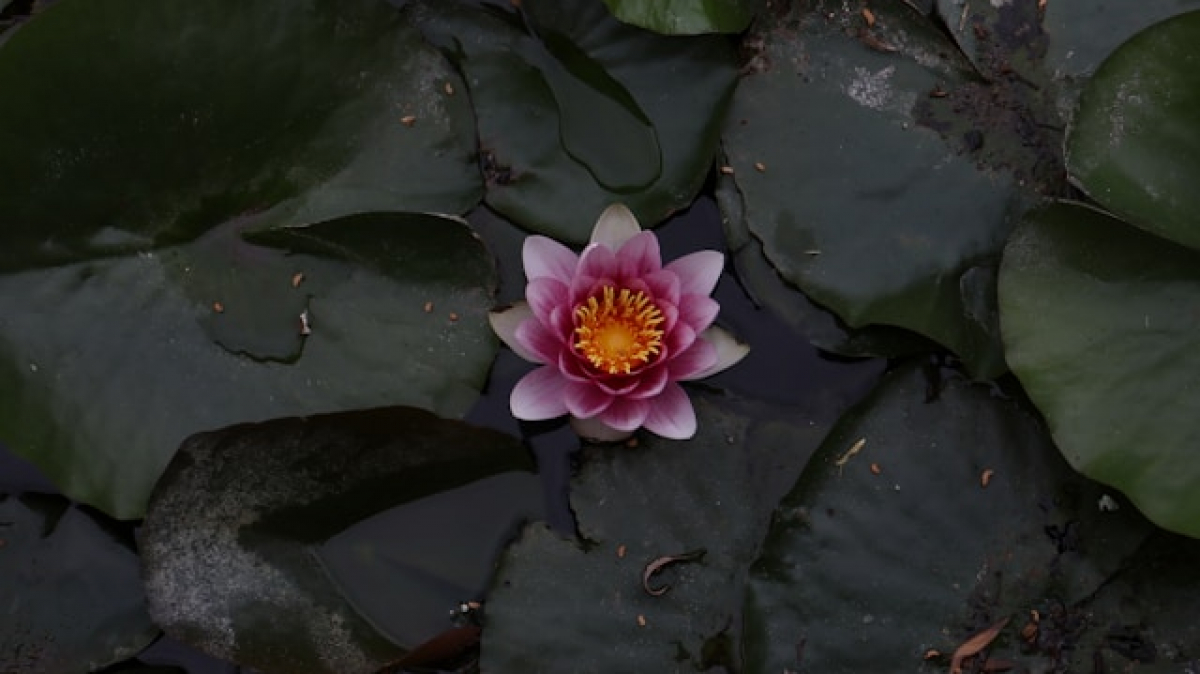 Фото: Rafael Otaki, Unsplash