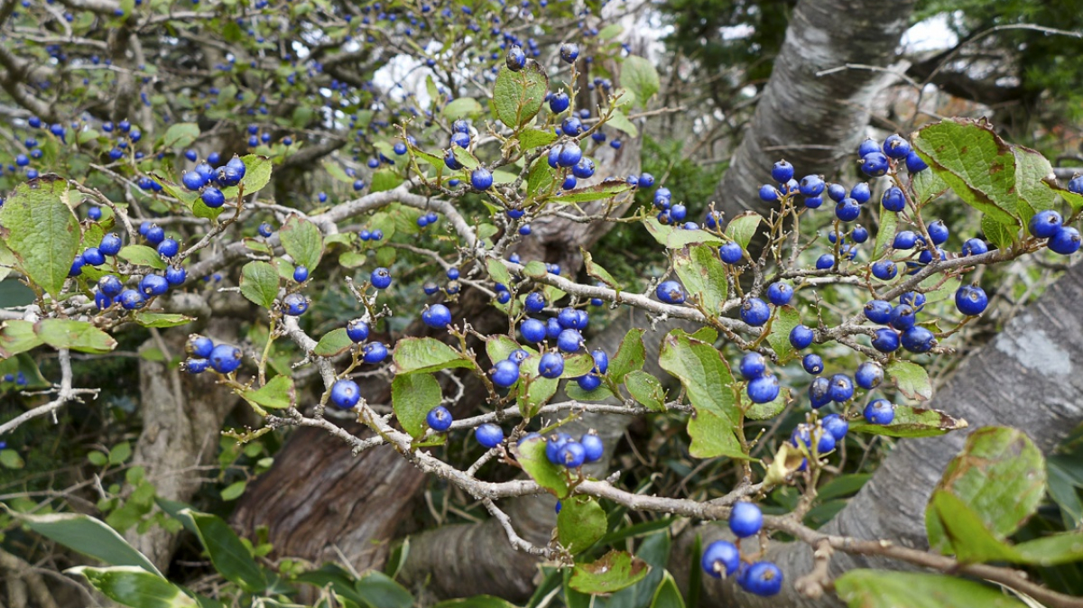 Фото: Sharon Hahn Darlin, visualhunt.com