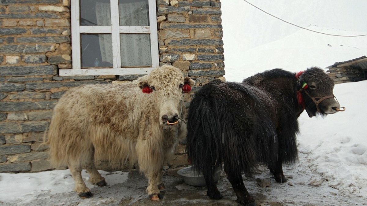 Яки в Хай Кемпе. Фото из архива Клуба
