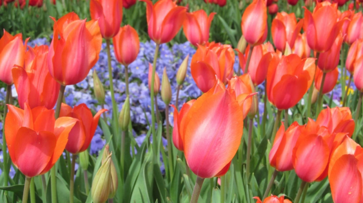 Фото нашего гида Ирины Пряничниковой