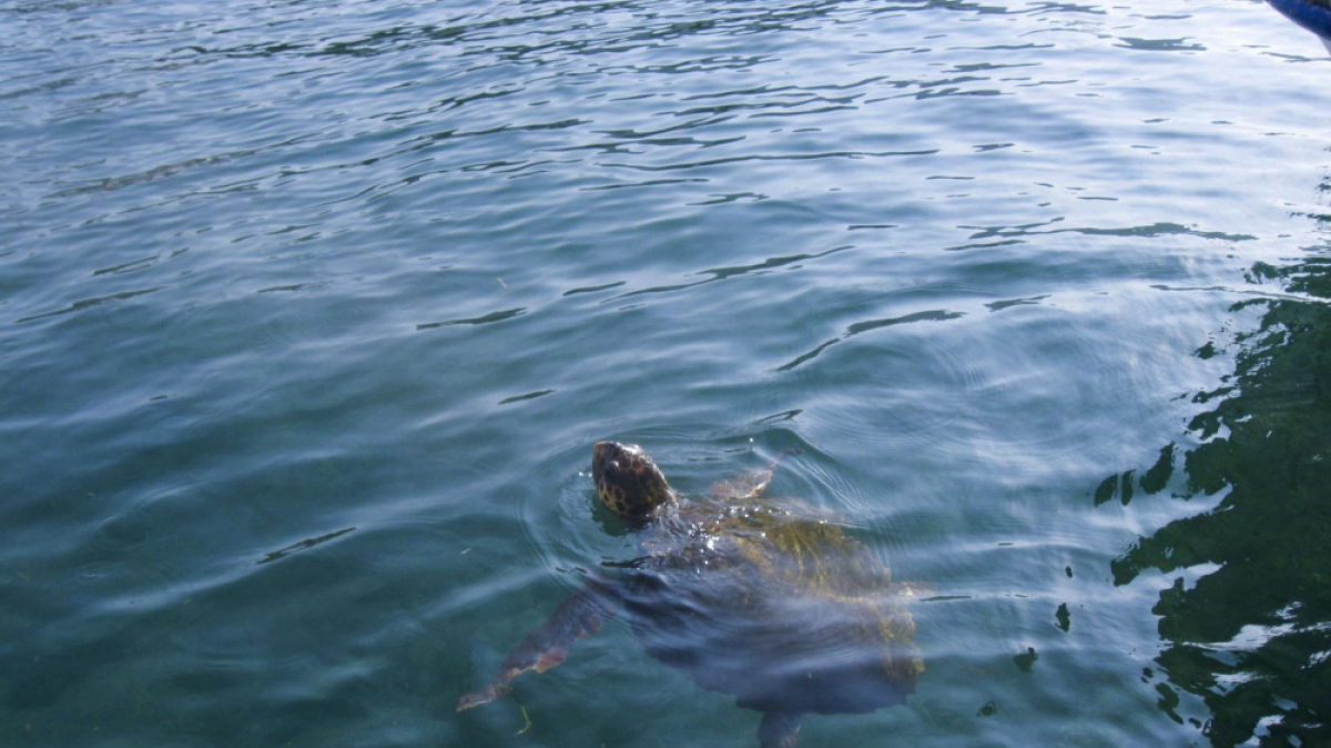 Фото: Ai@ce on VisualHunt