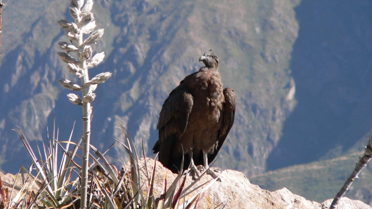 Источник фото: visualhunt.com