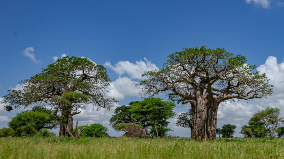 Фото:Ninara31, visualhunt.com