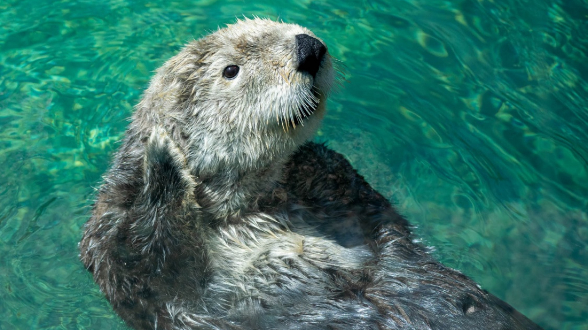 Фото: Karl Anderson, unsplash.com