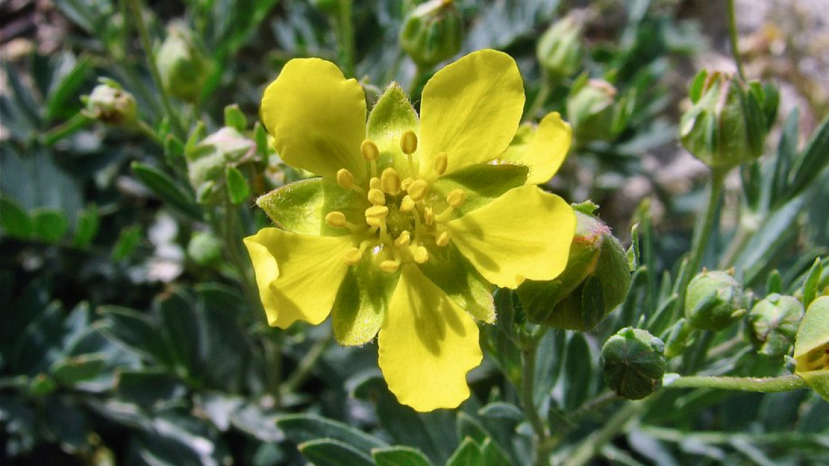 Фото: Dr. Alexey Yakovlev, visualhunt.com