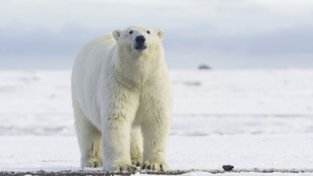 Фото: puliarf, visualhunt.com