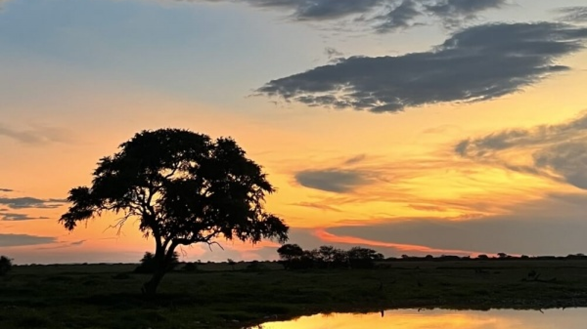 Водопой в Этоше. Фото: наш гид Алексей Шорец
