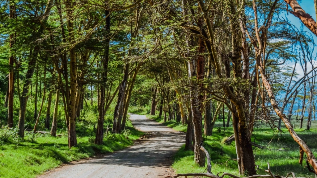 Фото: Muthengi Mbuvi, unsplash.com