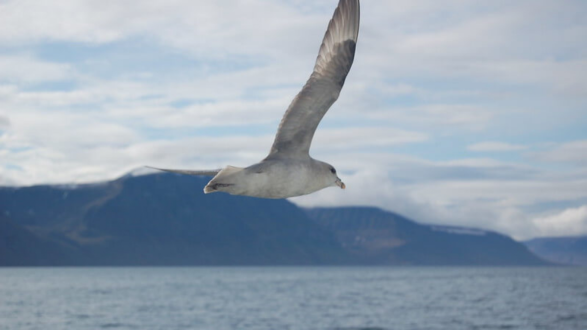 Фото: tensaibuta, visualhunt.com