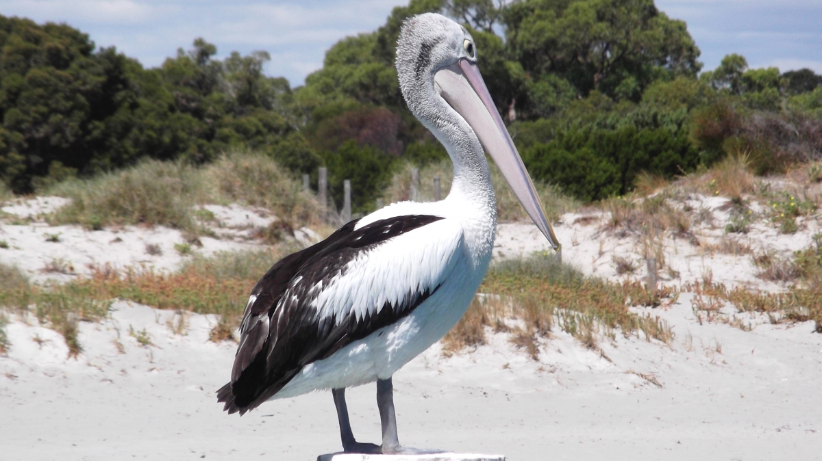 Фото: Argus. Источник: visualhunt.com