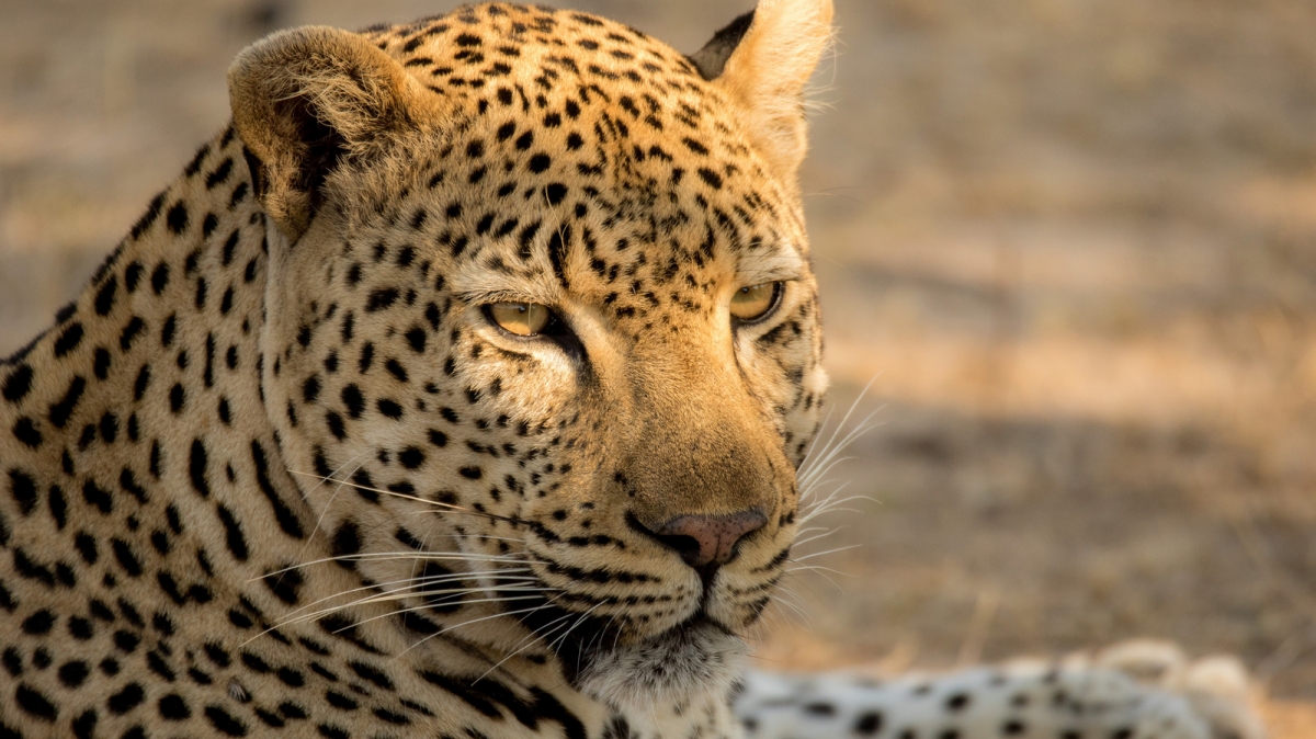 Автор: TalAtlas, источник: visualhunt