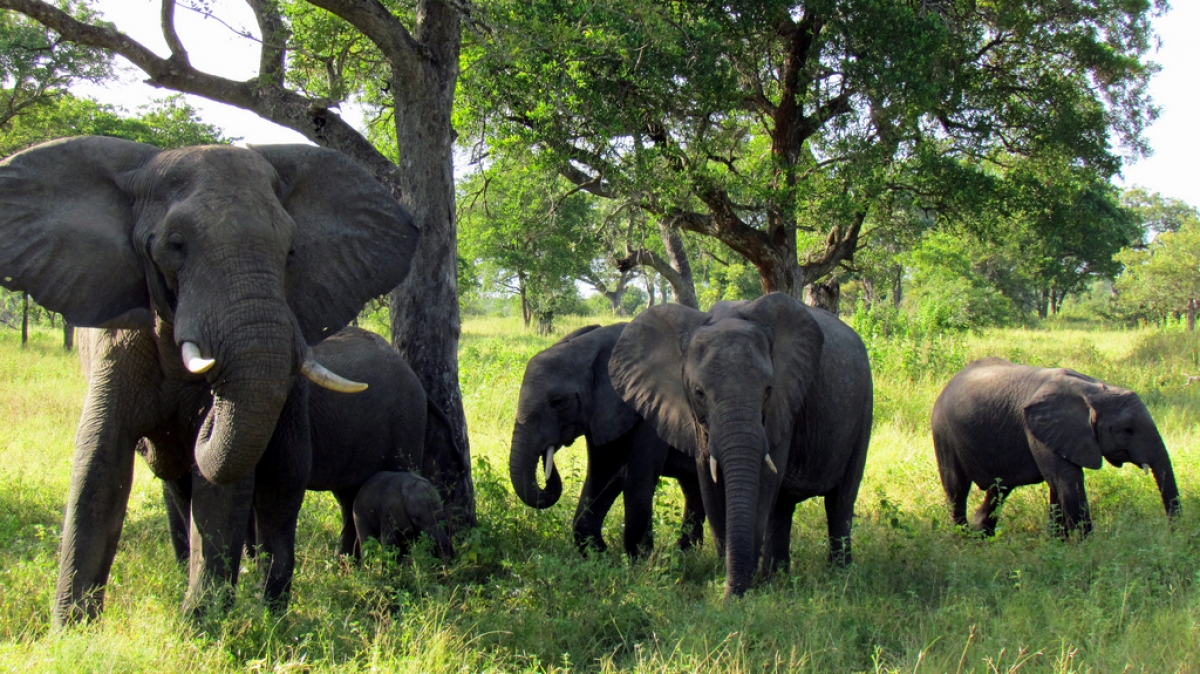 
Автор: David Berkowitz, источник: visualhunt