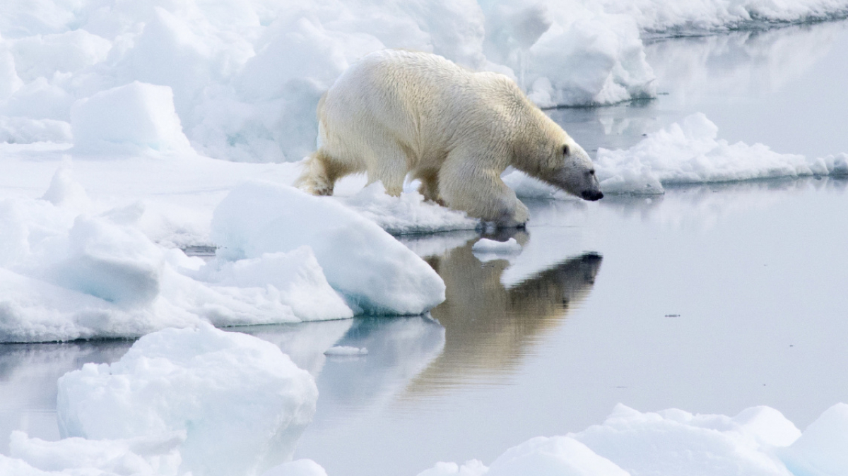 Фото: Christopher.Michel, visualhunt.com