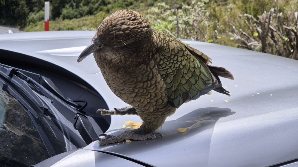 Фото: JustGoThere.NZ