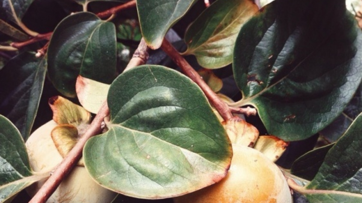 Фото Татьяны Швыряевой