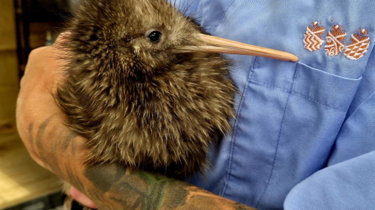 Фото: JustGoThere.NZ