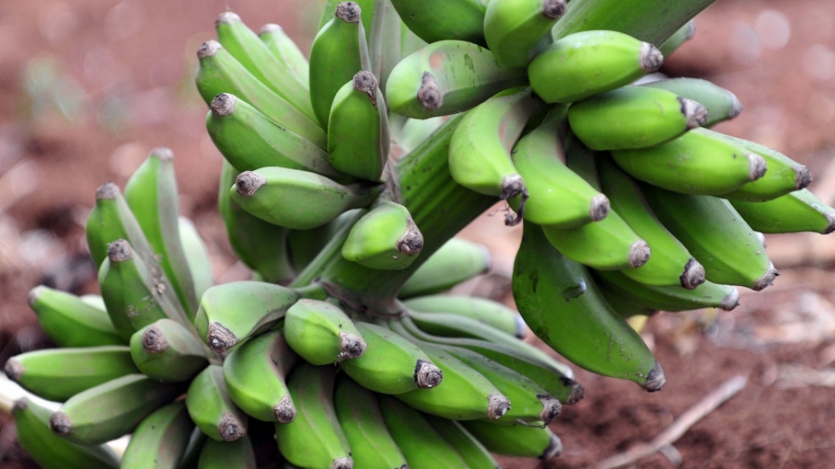 Фото: CIAT International Center for Tropical Agriculture, visualhunt.com