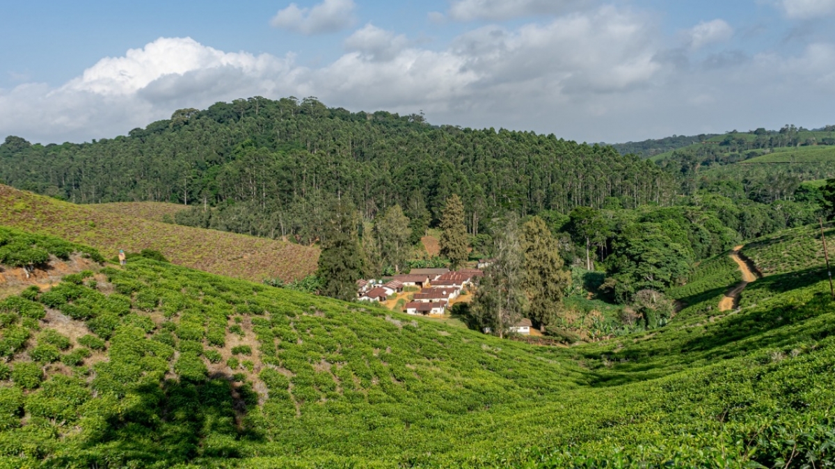 Фото: Ninara31, visualhunt.com