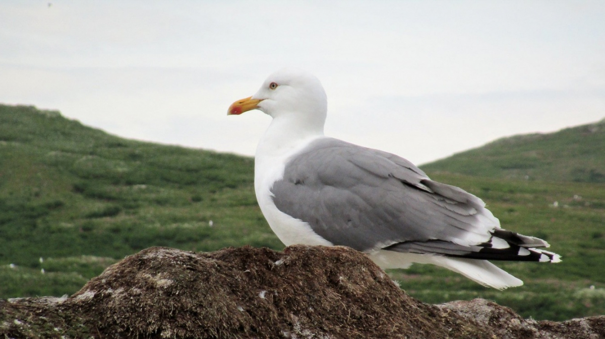 Фото: www.ilkkajukarainen.fi, Visualhunt.com