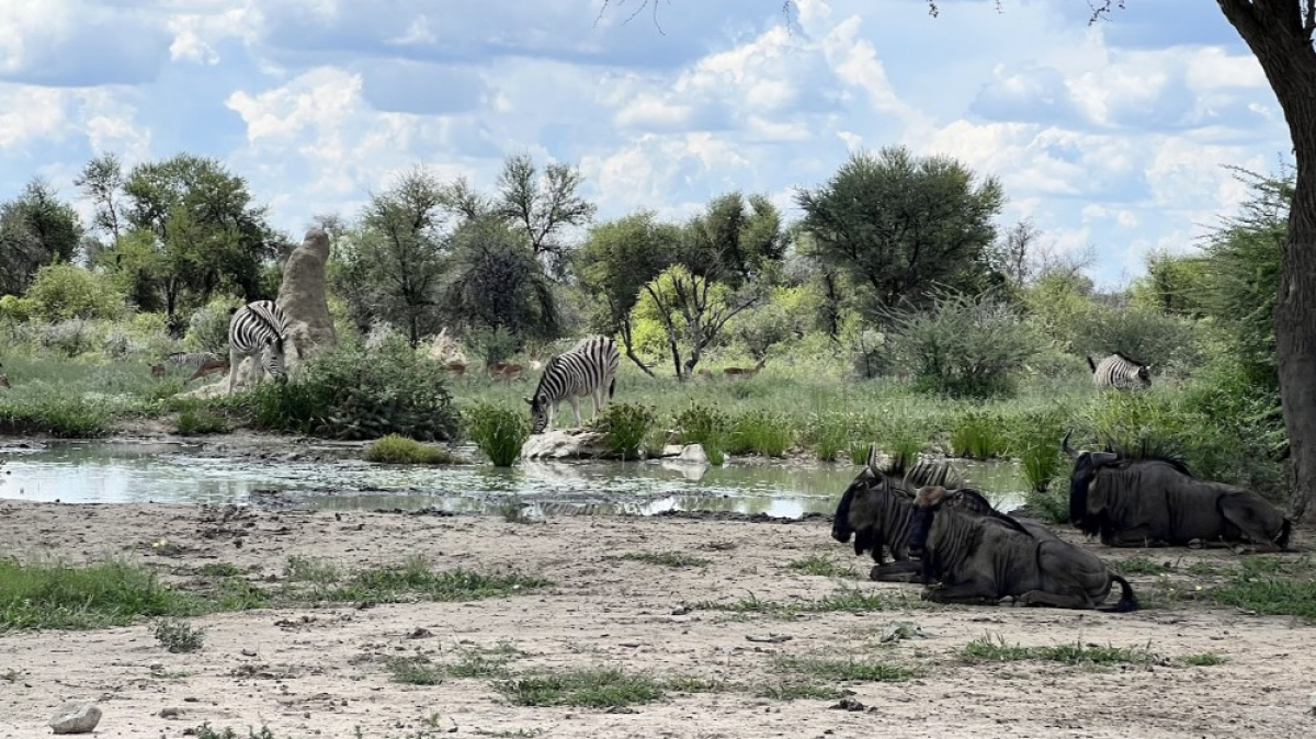 Сафари. Фото: наш гид Алексей Шорец