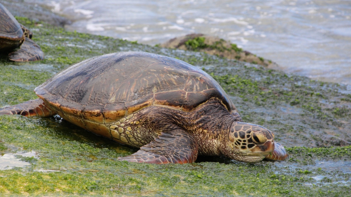 Автор: hhach. Источник: pixabay.com