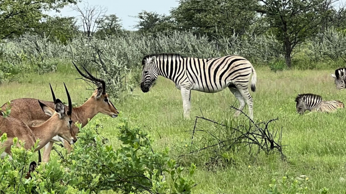 Зебра. Фото: наш гид Алексей Шорец