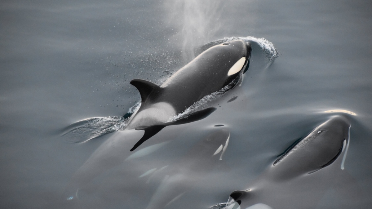 Фото: Nitesh Jain, unsplash.com