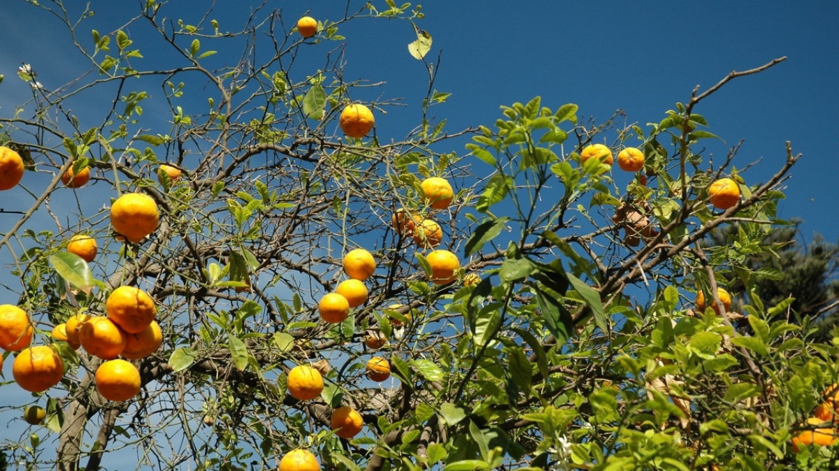 Фото: Shawn Allen, visualhunt.com