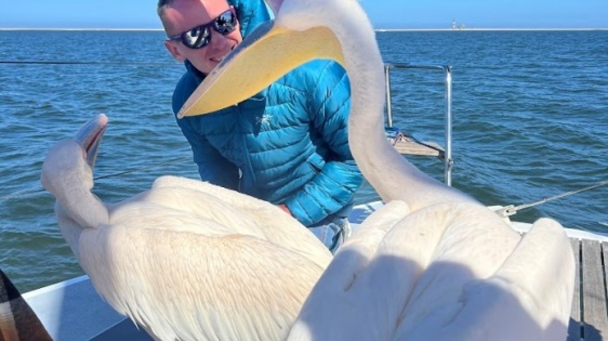 Пеликан. Фото: наш гид Алексей Шорец