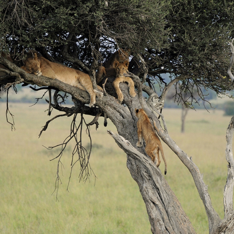 Фотографии из путешествия. Сафари