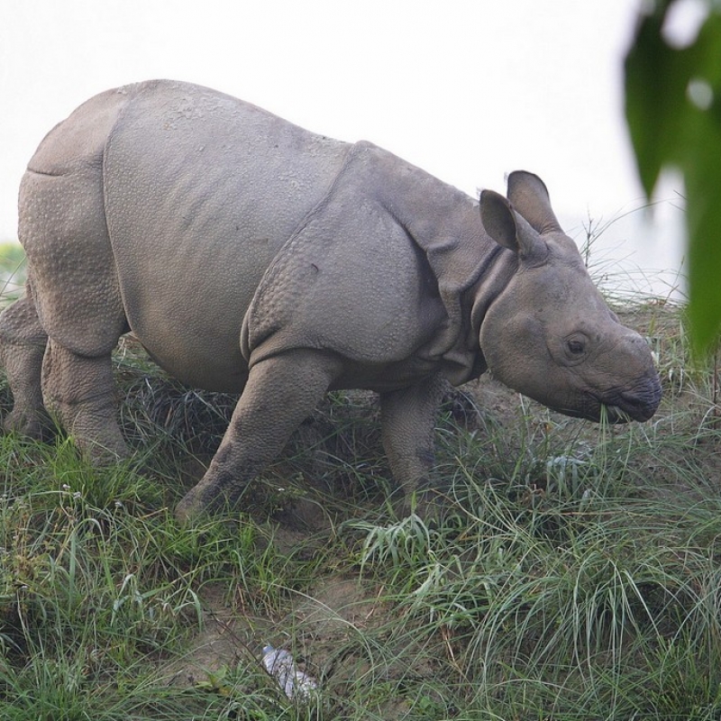 Носорожек. Маленький еще.