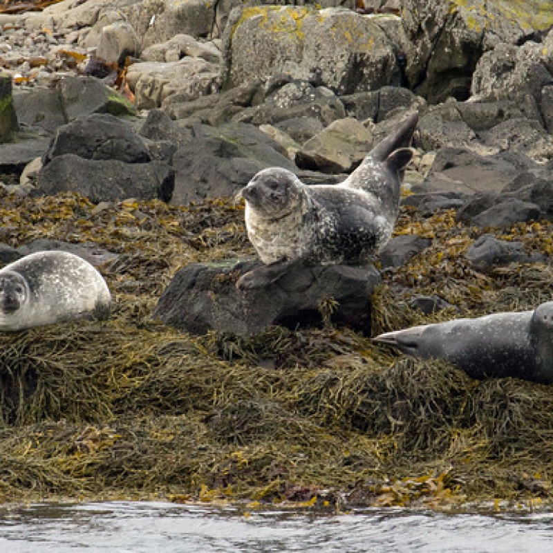 Лежбище тюленей и морских котиков