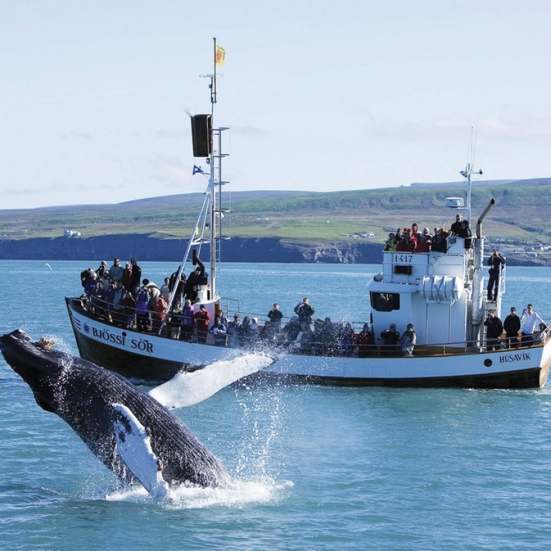 Наблюдение за китами